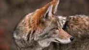 Coyote: the Ultimate Survivor? still