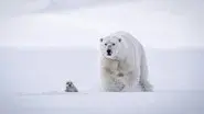 In the Grip of the Seasons (Arctic) still