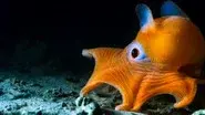 The Deep still