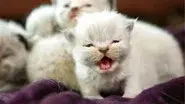Shy Kitties still