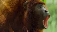 The Rainforests still