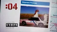 A Whole Bunch of Cluck-Ups still