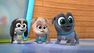 Welcome to Puppy Playcare! still
