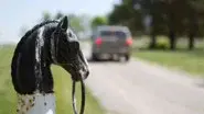 Gallop Pol still