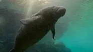 Shallow Seas still