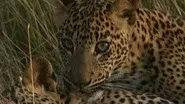 Leopard Hunters still