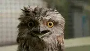 Oscar the Grouchy Frogmouth still