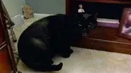 Godzilla Attacks! still