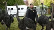 Weasels and Ostriches still
