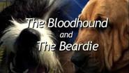 The Bloodhound and the Beardie still