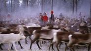 On the Path of the Reindeer still