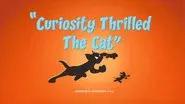Curiosity Thrilled The Cat still