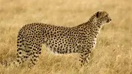 Grasslands: In Plain Sight still