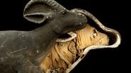 Animal Mummies still
