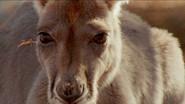 Big Red Roos still