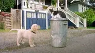 Kitten Academy still