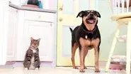 Rescue Kittens & Water Babies: Pint-Sized still