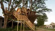 Birds Nest still