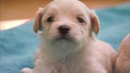 Pint-Sized Pups and a Ferret still