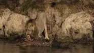 The Last Lions of India still