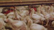 The Trouble with Antibiotics still