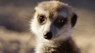 Meerkats: Secrets of an Animal Superstar still