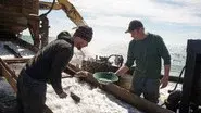 The Battle for Tomcod still