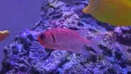 Howie Mandel's Surprise Tank still