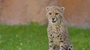 A Giraffe is Born still