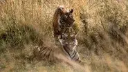 The Tiger still