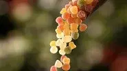 Sugar still