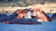 Zambezi still