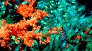 Coral Seas still