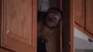 Monkey still