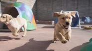 Meet the Dogs still