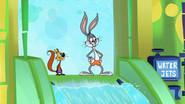 Splashwater Bugs still