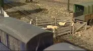 Chickens To School still