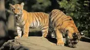 Origin of Cute still