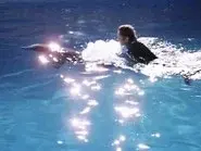A Dolphin Song For Lee (2) still