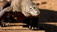 Komodo - Secrets of the Dragon still
