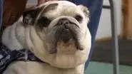 Bark 'n Stormy still