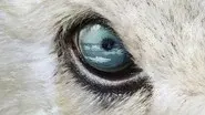 Polar Bear still