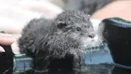 The Otter Limits still
