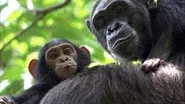 Congo still
