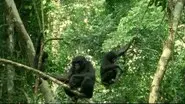 Bonobo: Missing In Action still