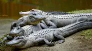 Robert's Alligator Feeding Frenzy still