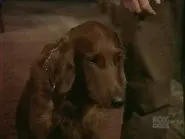 The Bucket Dog still