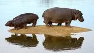 Hippo Beach still