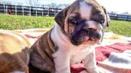 Tubby Puppies still