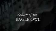 Return Of The Eagle Owl still